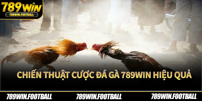 Chiến thuật cược đá gà 789Win hiệu quả