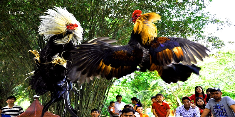 Đá Gà Cựa Sắt