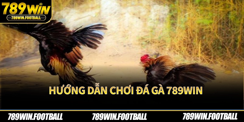 Hướng dẫn chơi đá gà 789Win
