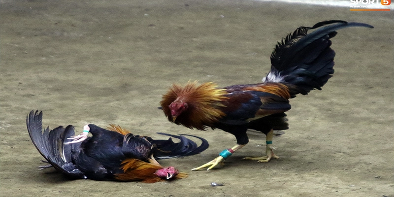 Kinh nghiệm chọn và chăm sóc gà cựa sắt