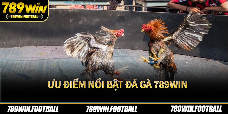 Ưu điểm nổi bật của đá gà 789Win